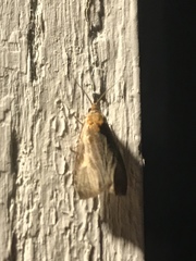 Olethreutes quadrifidum
