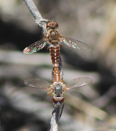 Eucessia rubens