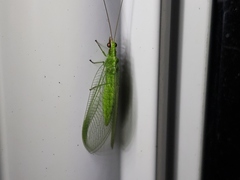 Chrysoperla pudica-group