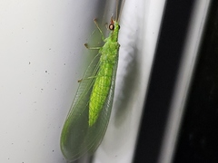 Chrysoperla pudica-group