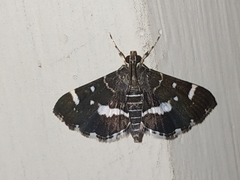 Hymenia perspectalis