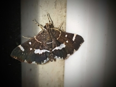 Hymenia perspectalis