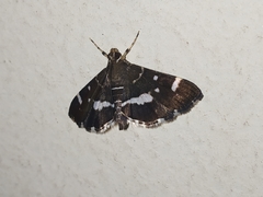 Hymenia perspectalis
