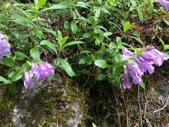 Penstemon fruticosus