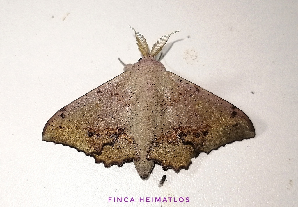 Druentica brosica