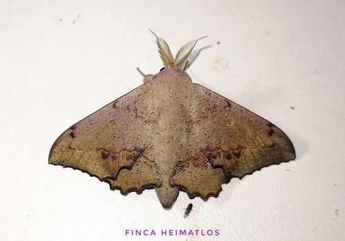 Druentica brosica