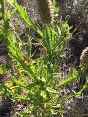 Pterocaulon serrulatum