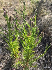 Pterocaulon serrulatum
