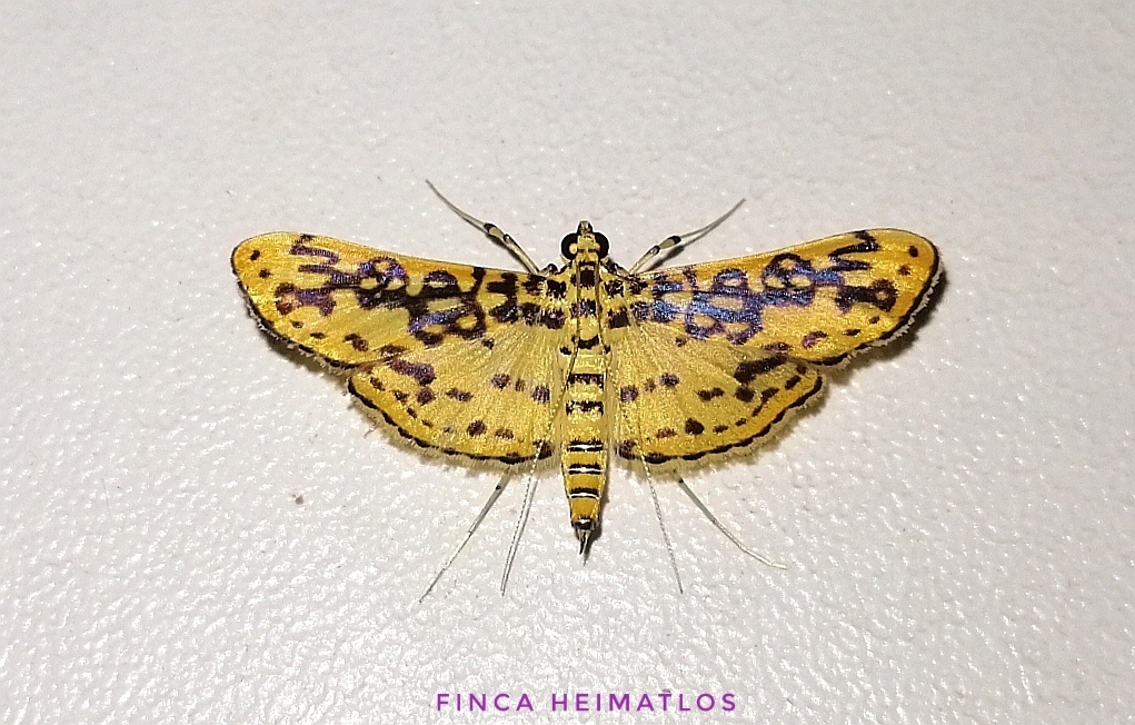 Asturodes fimbriauralis
