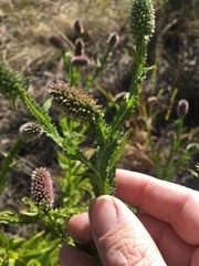 Pterocaulon serrulatum