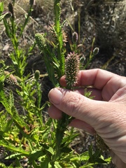 Pterocaulon serrulatum