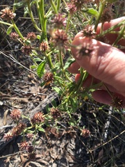 Pterocaulon sphacelatum
