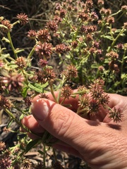 Pterocaulon sphacelatum