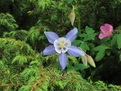 Aquilegia alpina