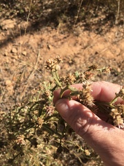 Pterocaulon sphacelatum