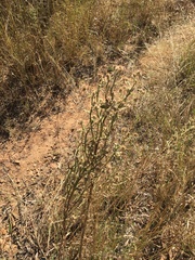 Pterocaulon sphacelatum