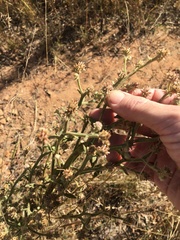 Pterocaulon sphacelatum
