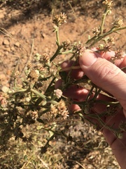 Pterocaulon sphacelatum
