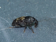 Glyptobaris lecontei