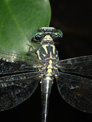 Heliogomphus scorpio