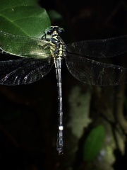 Heliogomphus scorpio