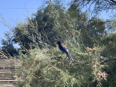 Aphelocoma californica