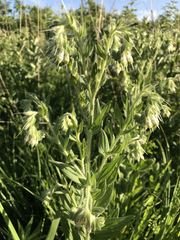 Lithospermum parviflorum