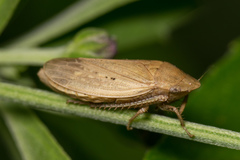 Negosiana dualis
