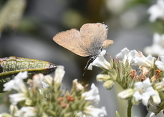 Satyrium auretorum