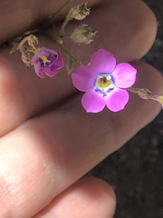 Gilia cana