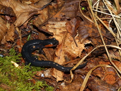 Plethodon jordani
