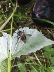 Laphria janus