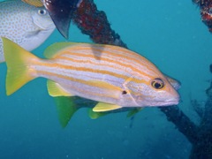 Lutjanus carponotatus