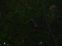 Saguinus imperator subgrisescens