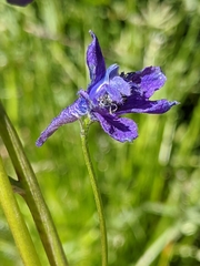 Delphinium polycladon