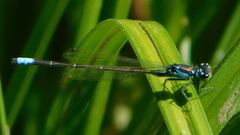 Ischnura damula