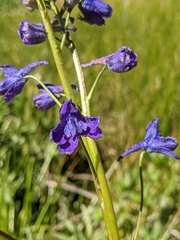 Delphinium polycladon
