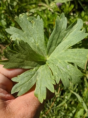 Delphinium polycladon