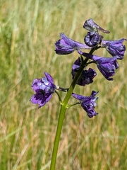 Delphinium polycladon