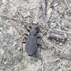 Apterodela unipunctata