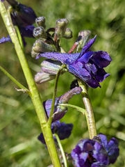 Delphinium polycladon