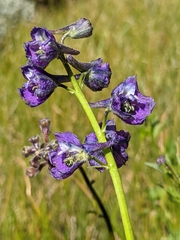 Delphinium polycladon