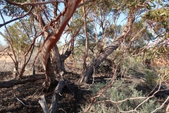 Eucalyptus oleosa