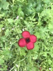 Linum grandiflorum