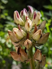 Lupinus pratensis