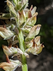 Lupinus pratensis