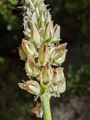 Lupinus pratensis