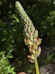 Lupinus pratensis