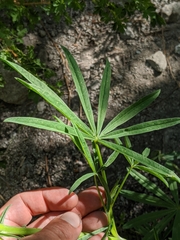 Lupinus pratensis