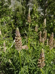 Lupinus pratensis